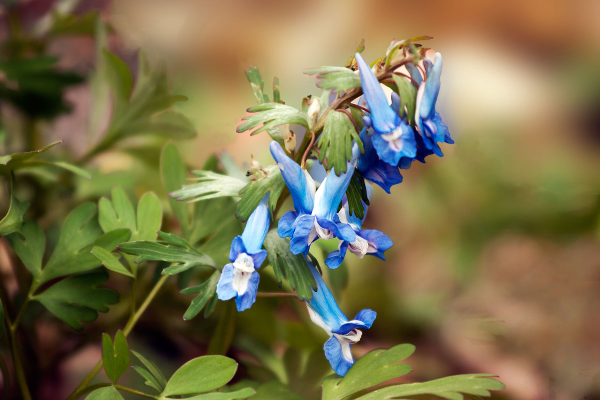 photo "***" tags: macro and close-up, spring, цветы.