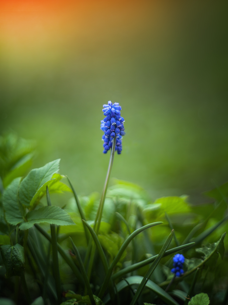 photo "***" tags: macro and close-up, 