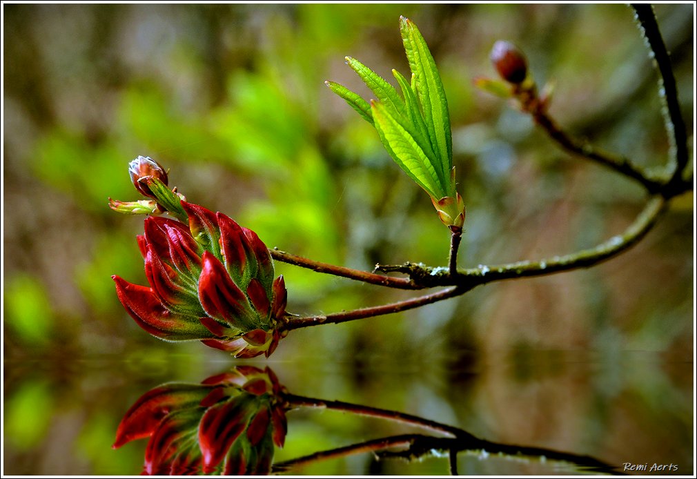 photo "***" tags: nature, macro and close-up, 