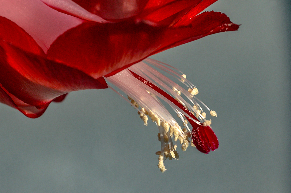 photo "Cactus flower" tags: macro and close-up, 