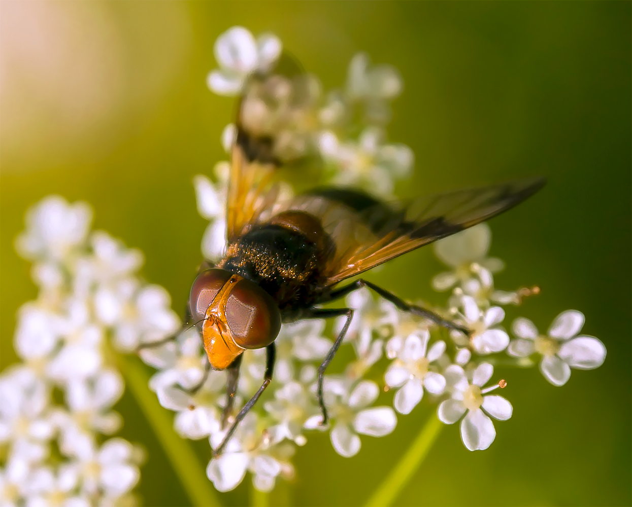 photo "***" tags: macro and close-up, 