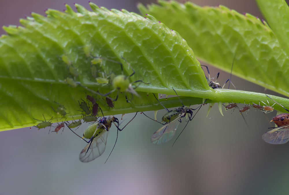 photo "***" tags: macro and close-up, тля