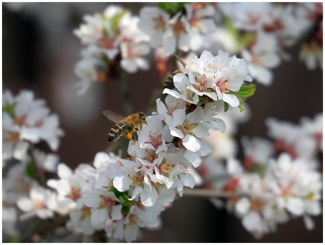 photo "Felt cherry blossoms" tags: nature, 