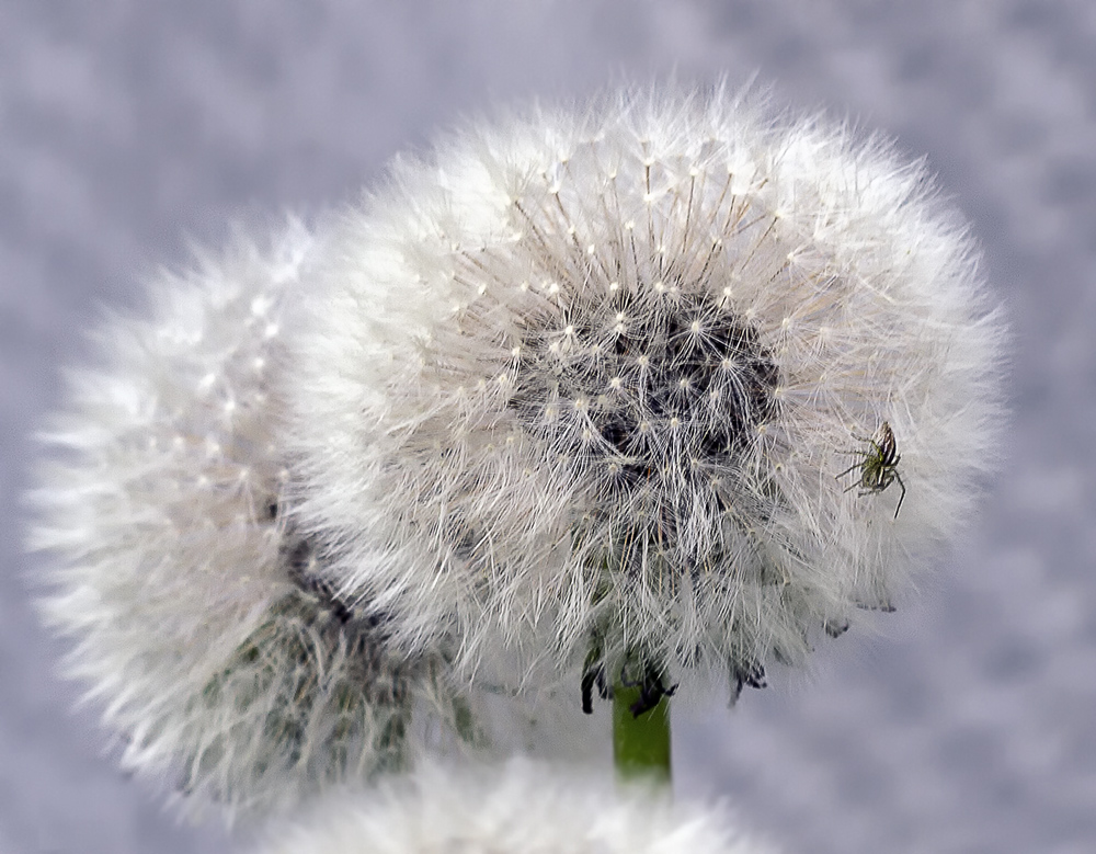 photo "***" tags: macro and close-up, spider, одуванчик