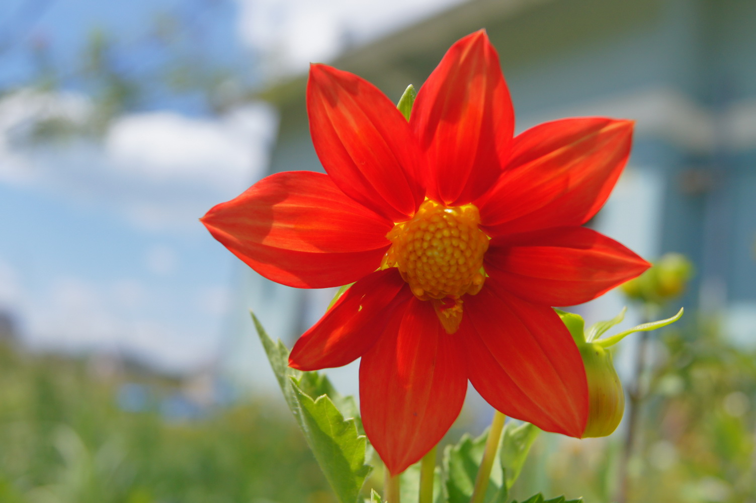 photo "***" tags: macro and close-up, nature, 