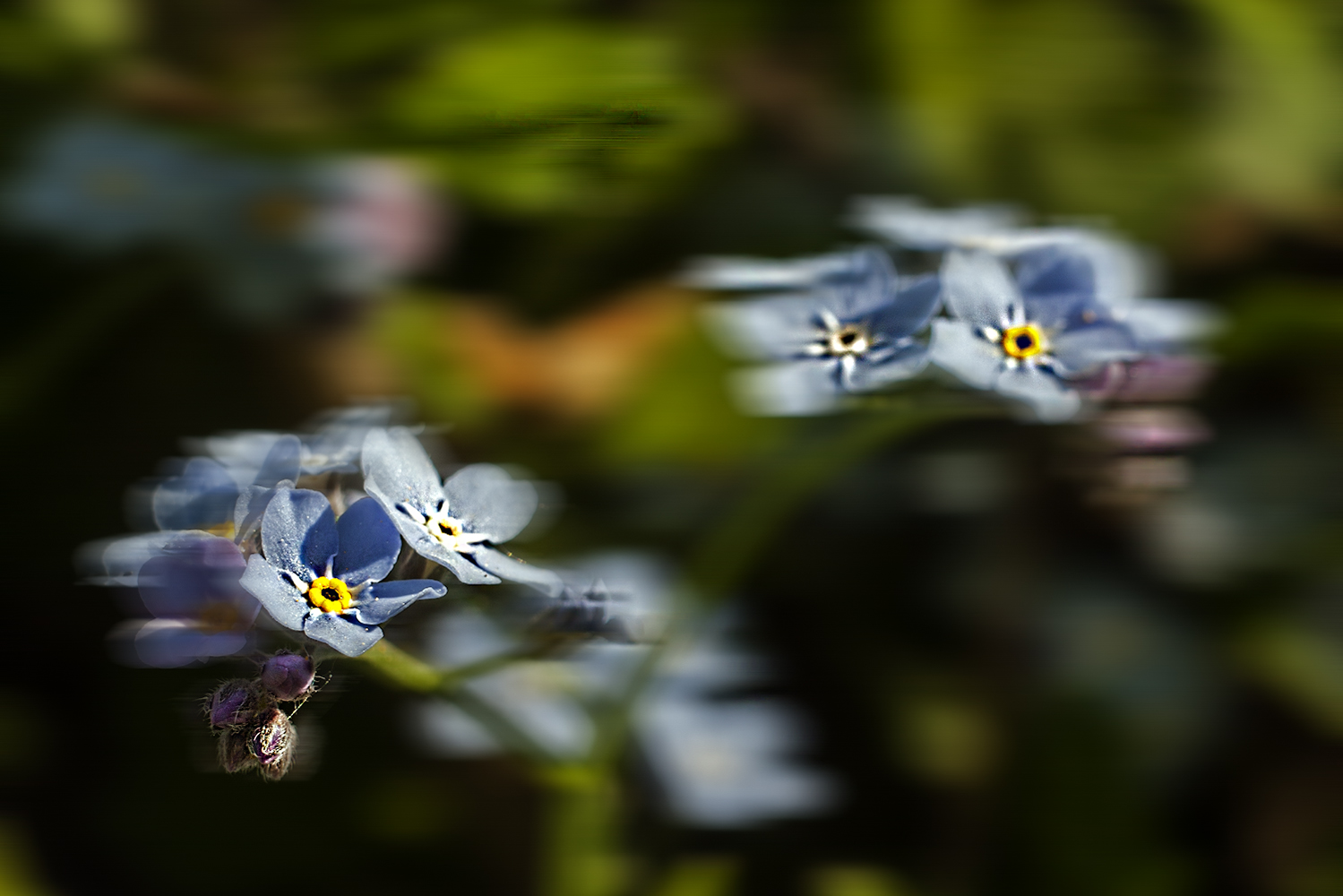 photo "***" tags: macro and close-up, 