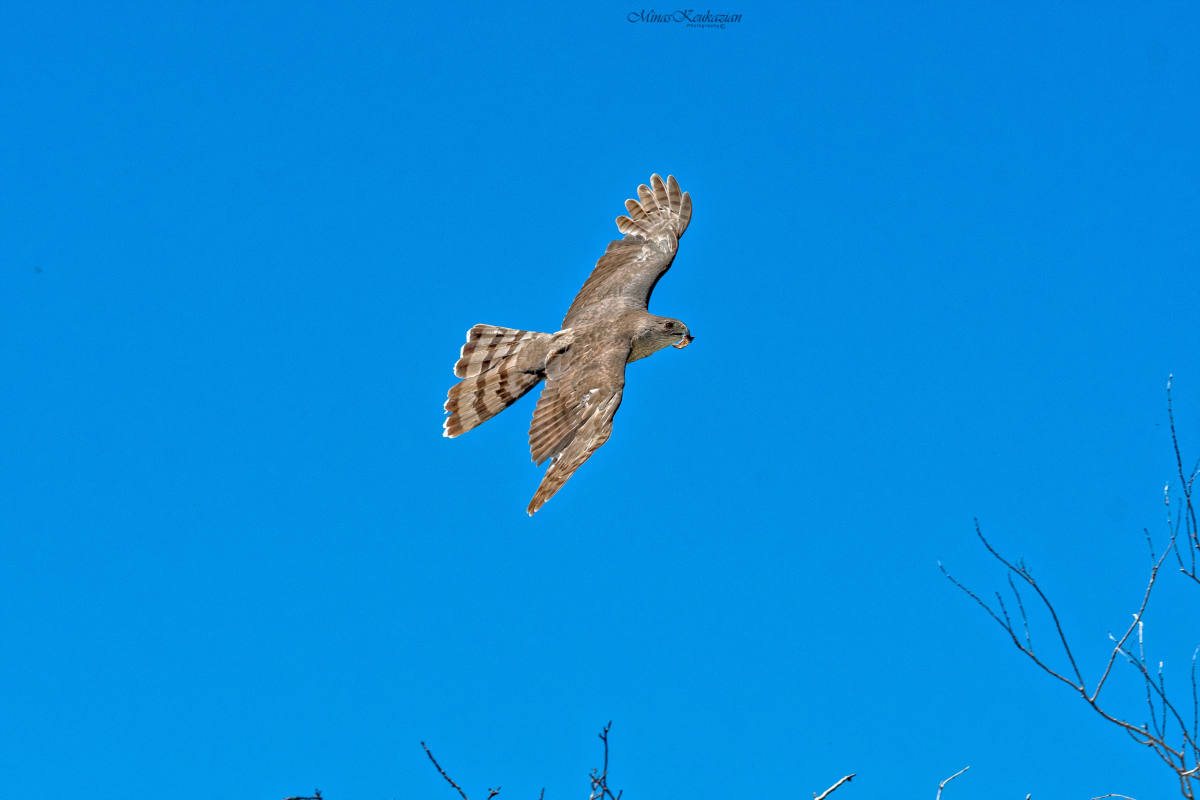 photo "Cooper's hawk" tags: nature, misc., wild animals bird fish lake