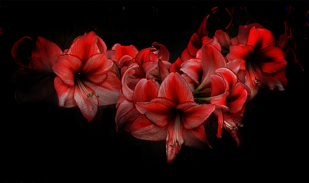 photo "Amaryllis" tags: nature, 