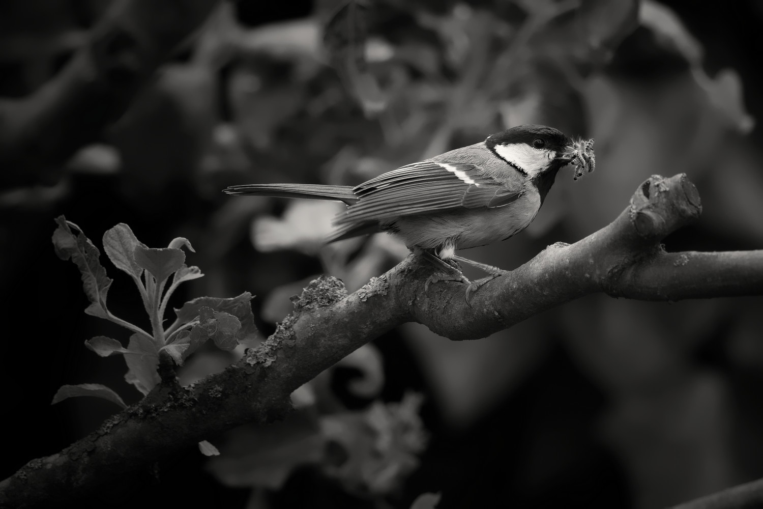 photo "***" tags: nature, black&white, Europe