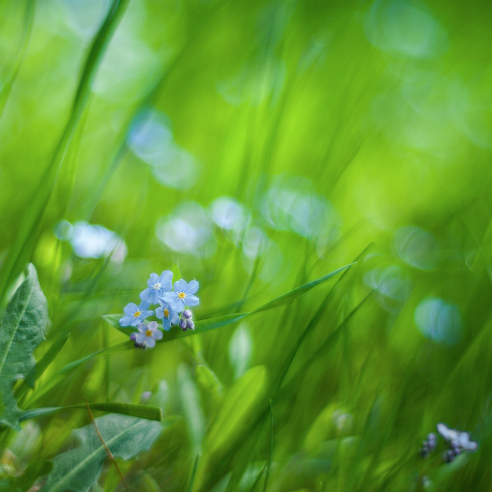 photo "***" tags: macro and close-up, 