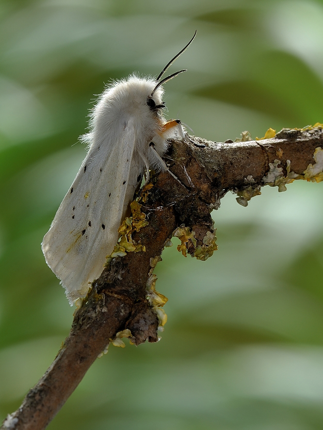 photo "***" tags: macro and close-up, 