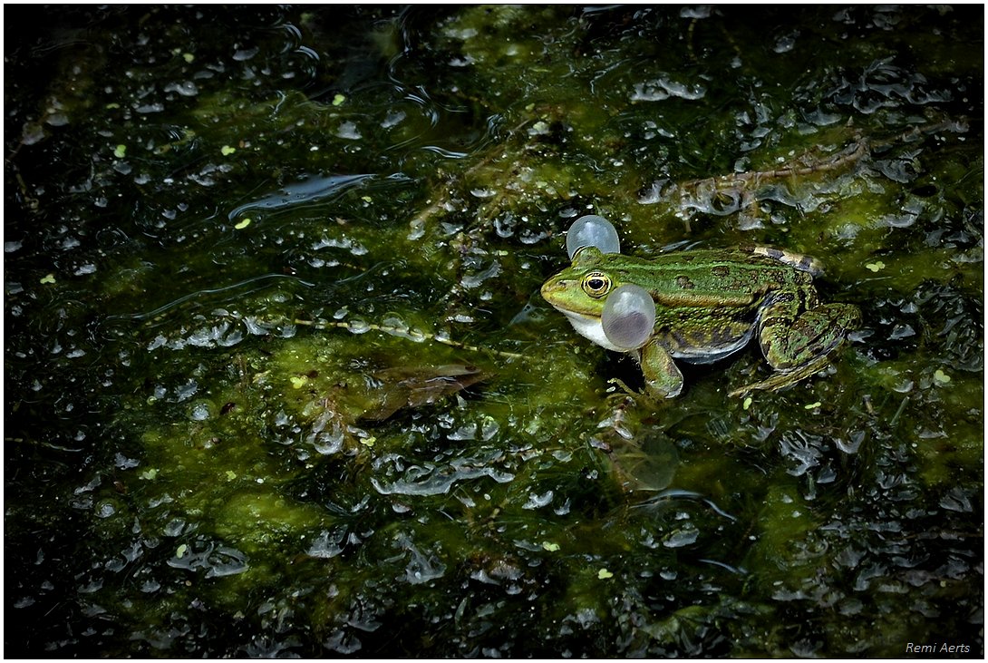 фото "***" метки: природа, разное, 
