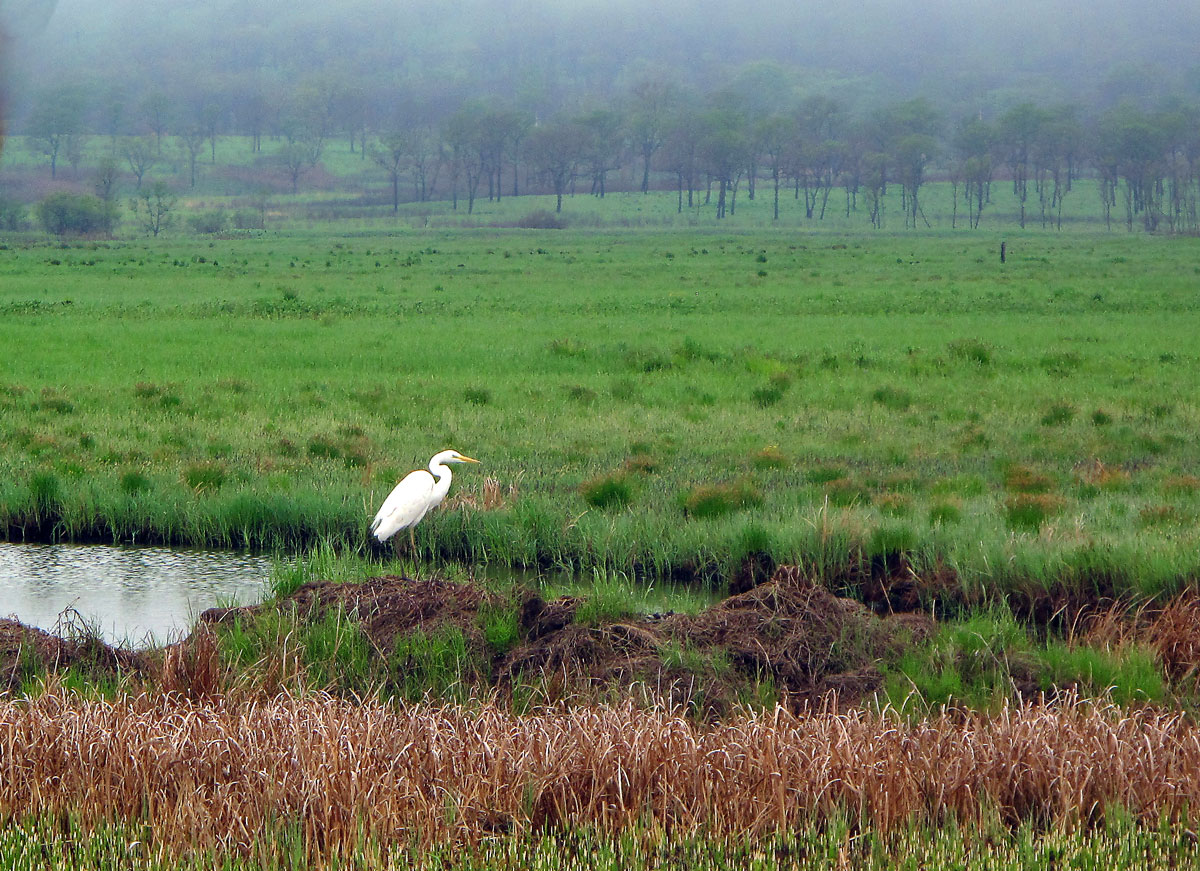 photo "***" tags: nature, bird, spring