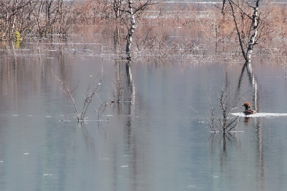 photo "Early spring" tags: nature, 