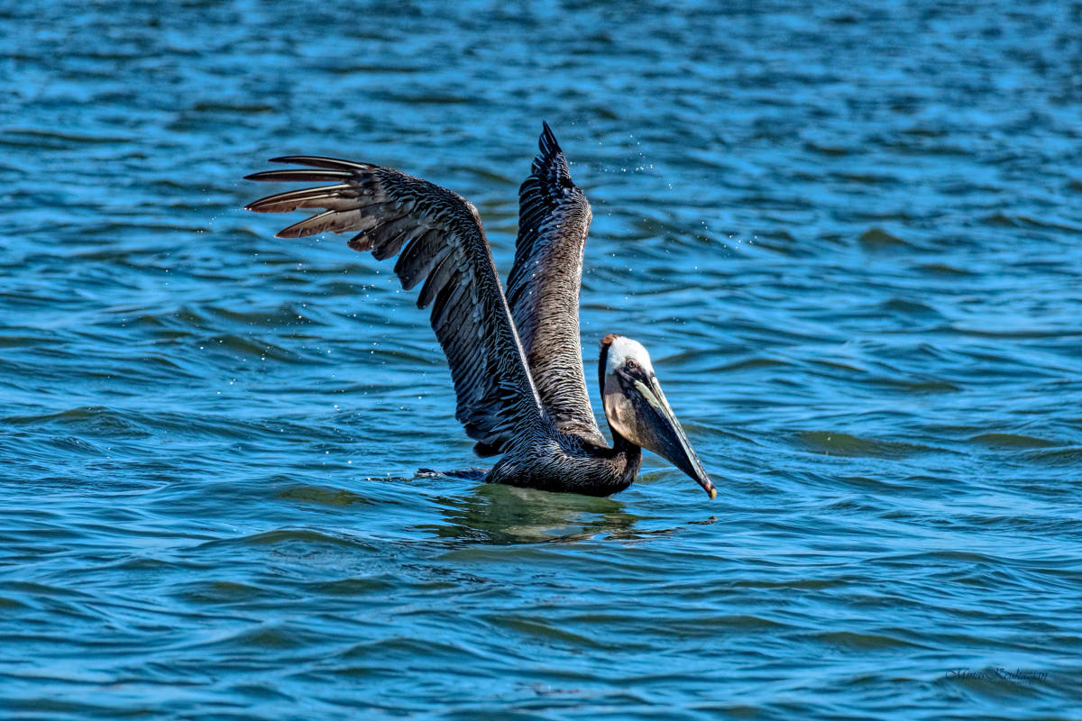 photo "Brown pelican" tags: nature, misc., wild animals bird fish lake