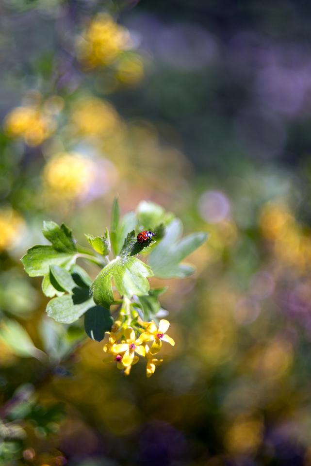 photo "***" tags: nature, 