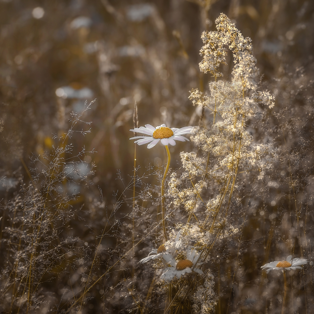 photo "***" tags: macro and close-up, 