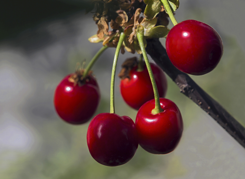 photo "***" tags: macro and close-up, черевишня