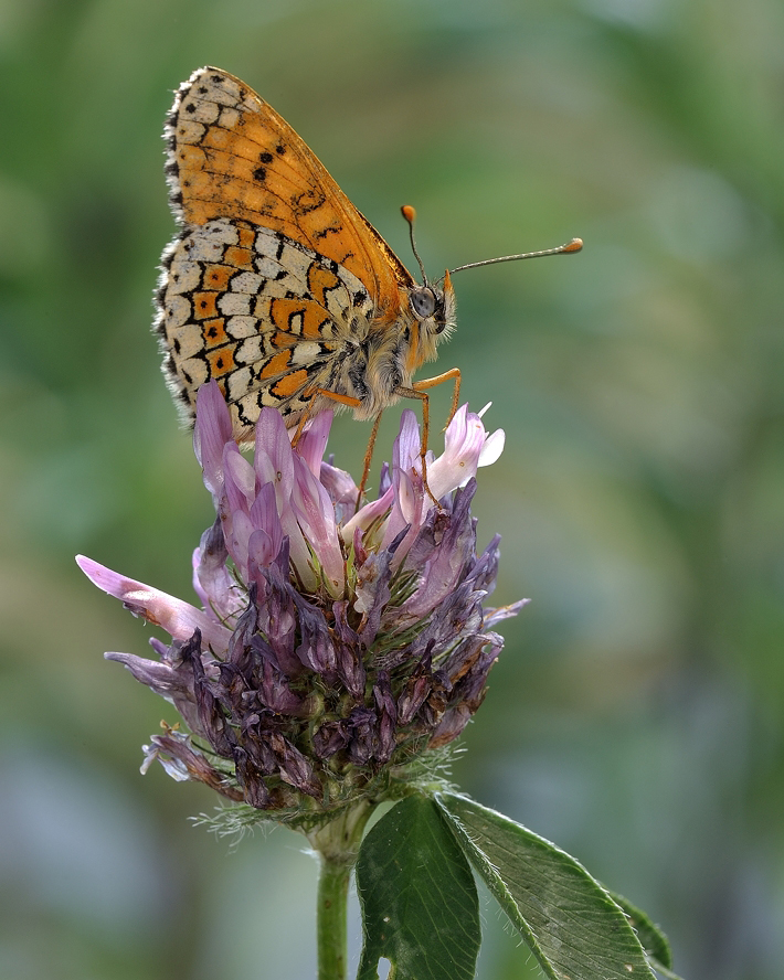 photo "***" tags: macro and close-up, 