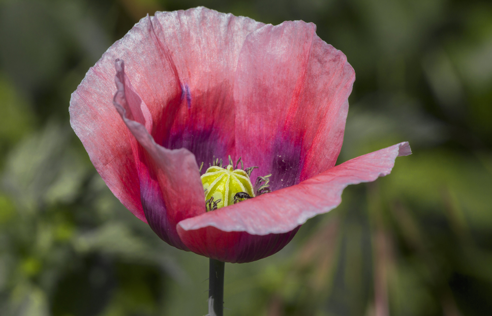 photo "***" tags: macro and close-up, Мак