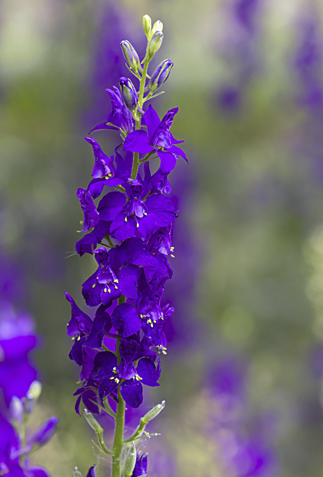 photo "***" tags: macro and close-up, 