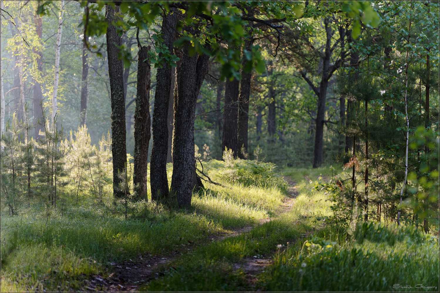 фото "Утренний лес" метки: пейзаж, лес, лето, утро