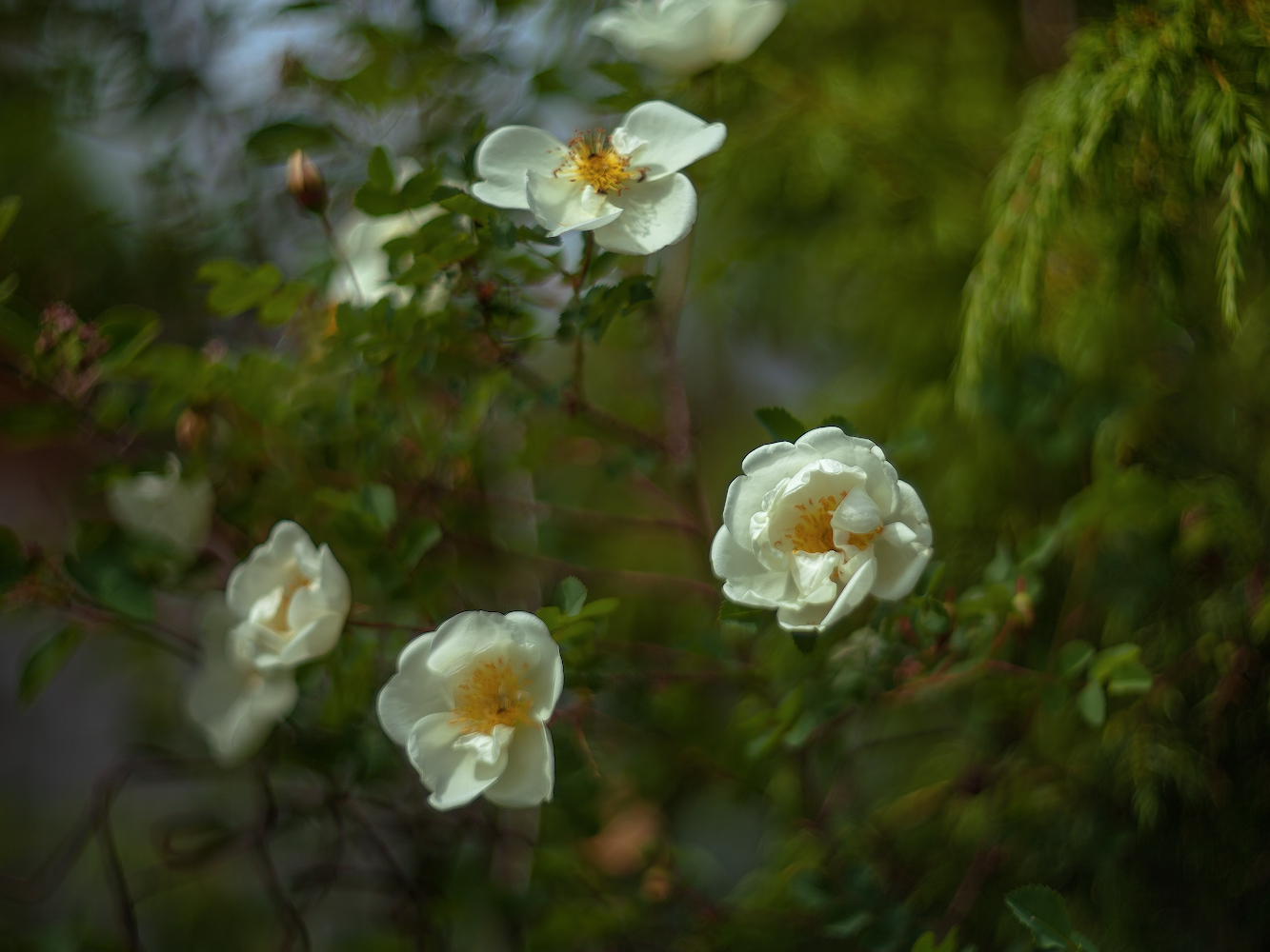 photo "***" tags: macro and close-up, 