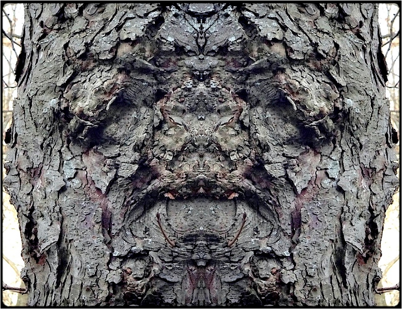 photo "glotzkopf" tags: digital art, nature, macro and close-up, bark, closeup, mirror, still, tree