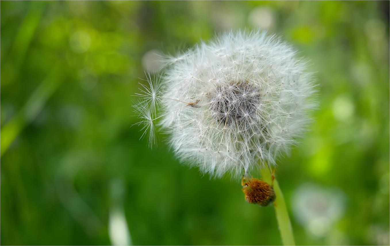 photo "***" tags: nature, macro and close-up, 