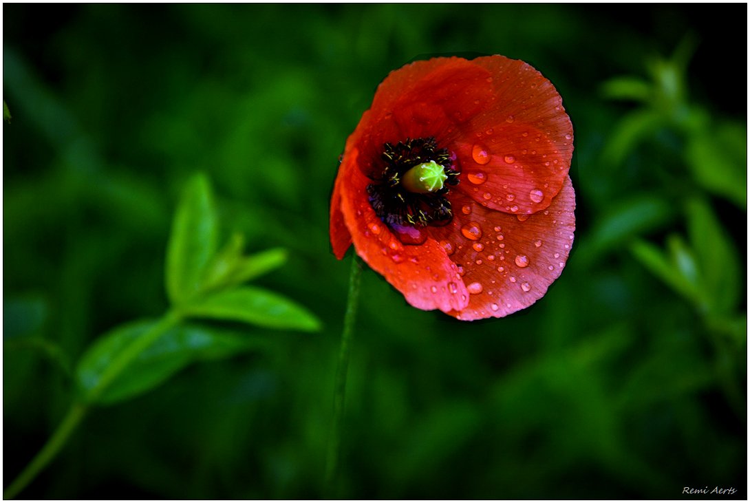 photo "***" tags: nature, fragment, 