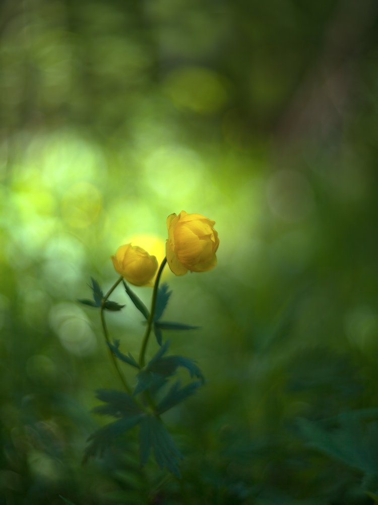 photo "***" tags: macro and close-up, 