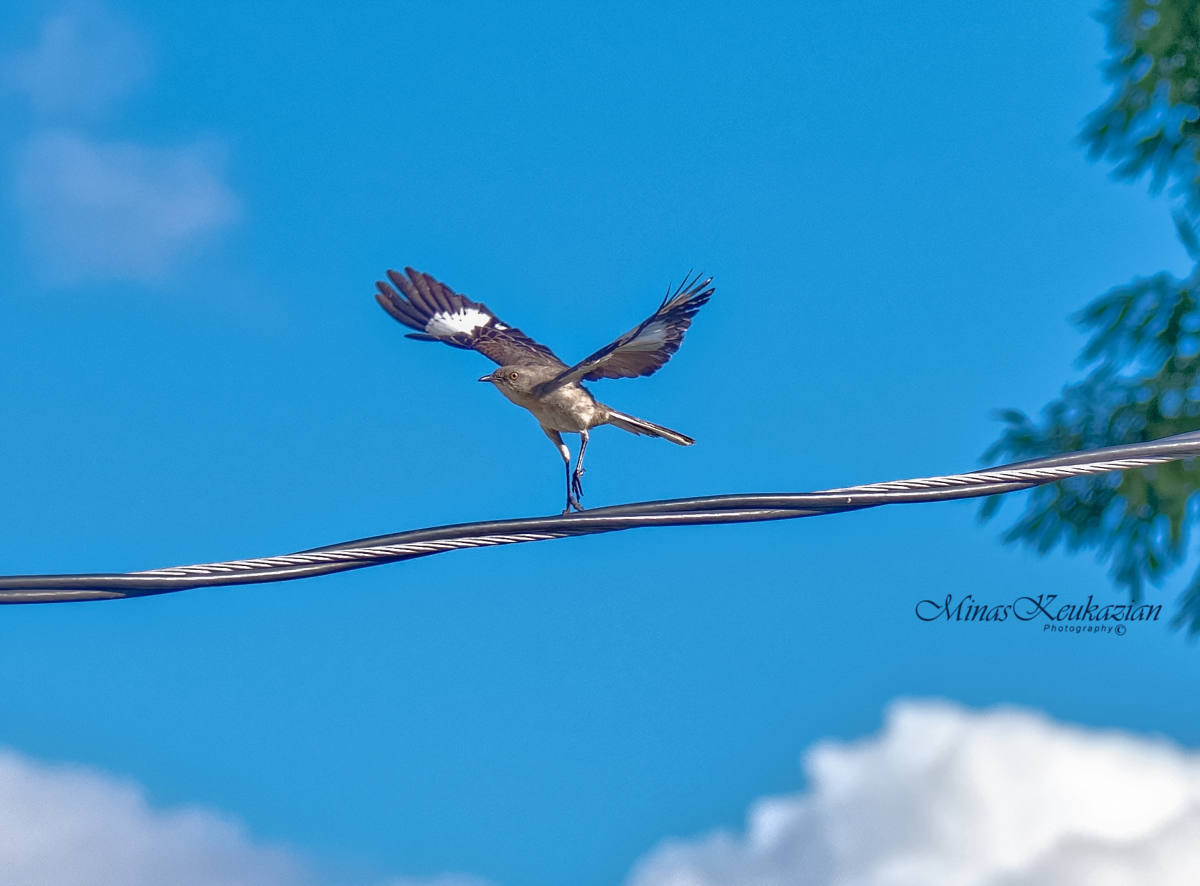 photo "Northern Mockingbird" tags: nature, misc., wild animals bird fish lake