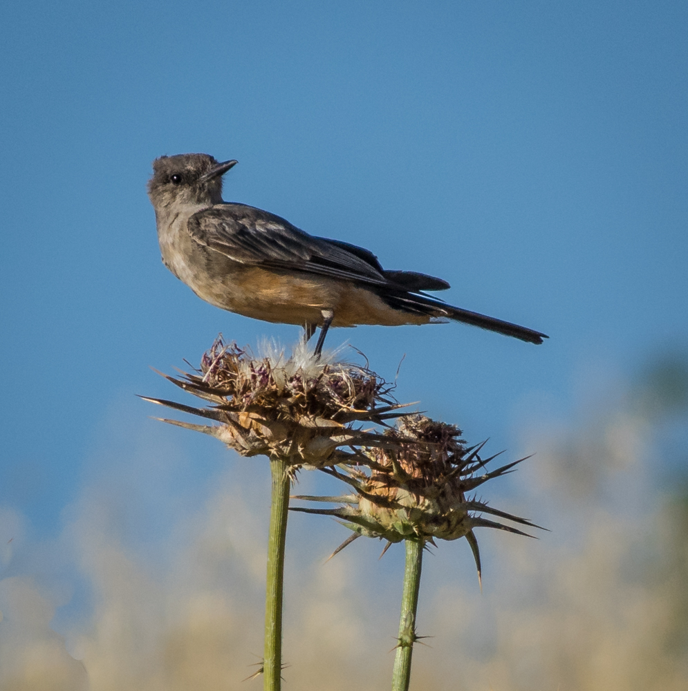 фото "Грустная птичка невеличка." метки: природа, Птичка  Bird