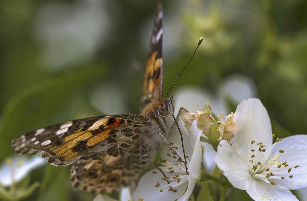 photo "***" tags: macro and close-up, butterfly, жасмин