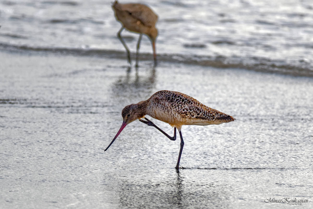 photo "Sandpiper Marbled Godwit" tags: nature, misc., wild animals bird fish lake