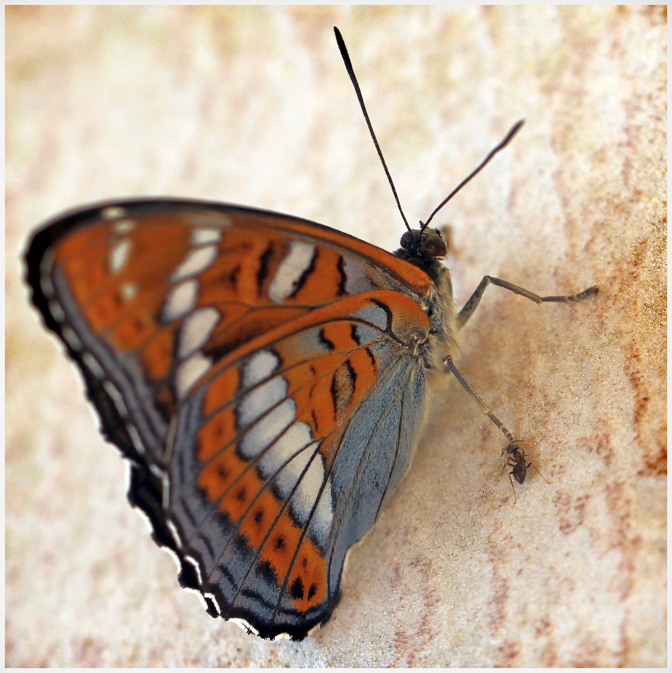 photo "***" tags: nature, macro and close-up, 