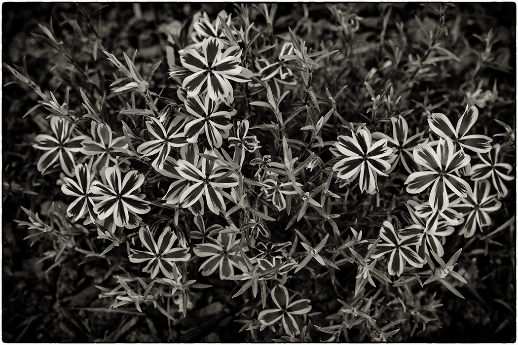 photo "***" tags: nature, flowers