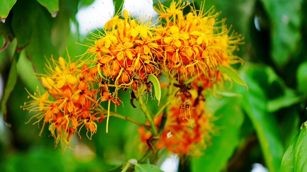 photo "flowers" tags: nature, street, city, Asia, clouds, flowers, summer, sun