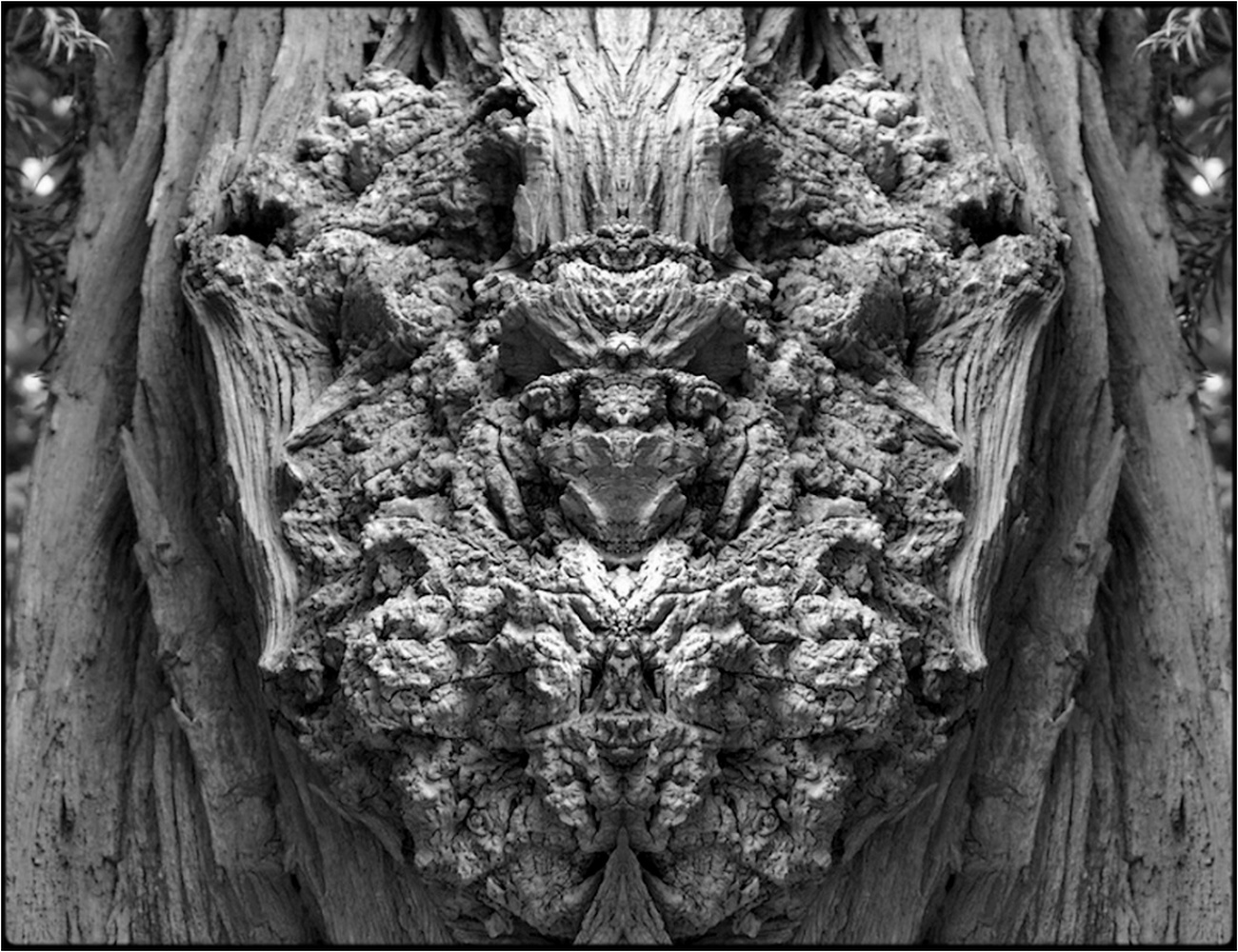 photo "samael" tags: digital art, macro and close-up, nature, B/w, bark, closeup, mirror, tree