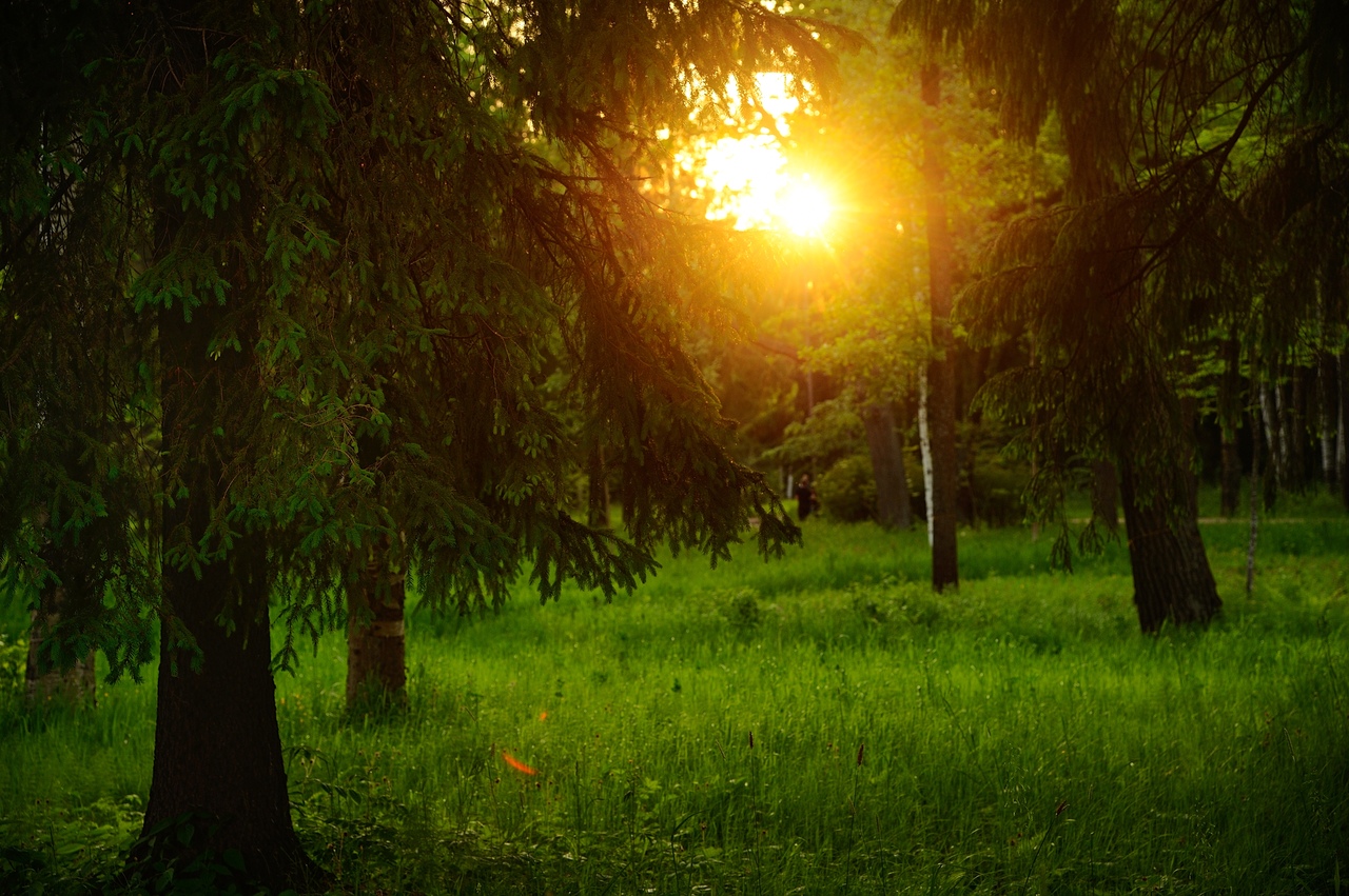 фото "Закат" метки: пейзаж, природа, СПб, закат, лес, парк, солнце, фото, фотограф, фотосессия, фотосессия спб