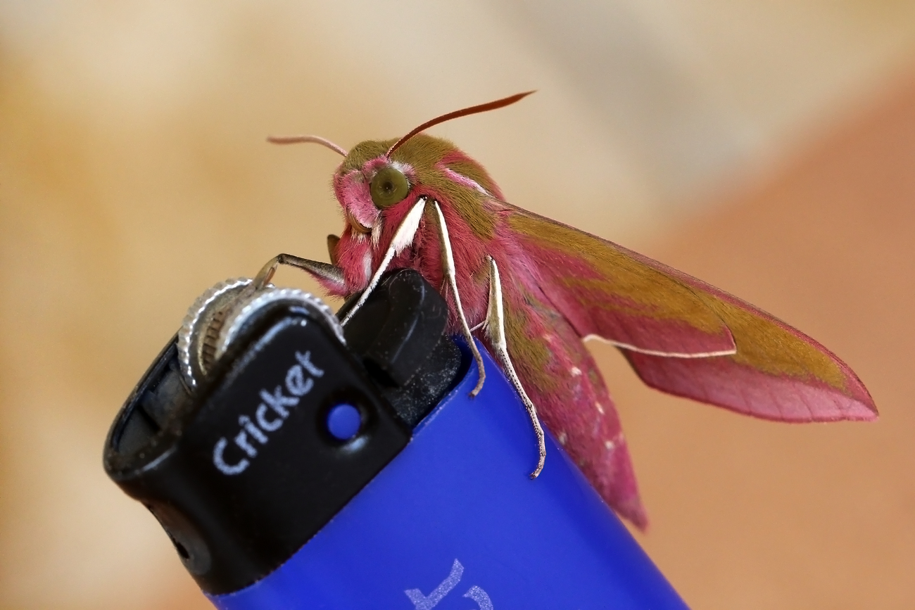 photo "Night guest" tags: nature, macro and close-up, 