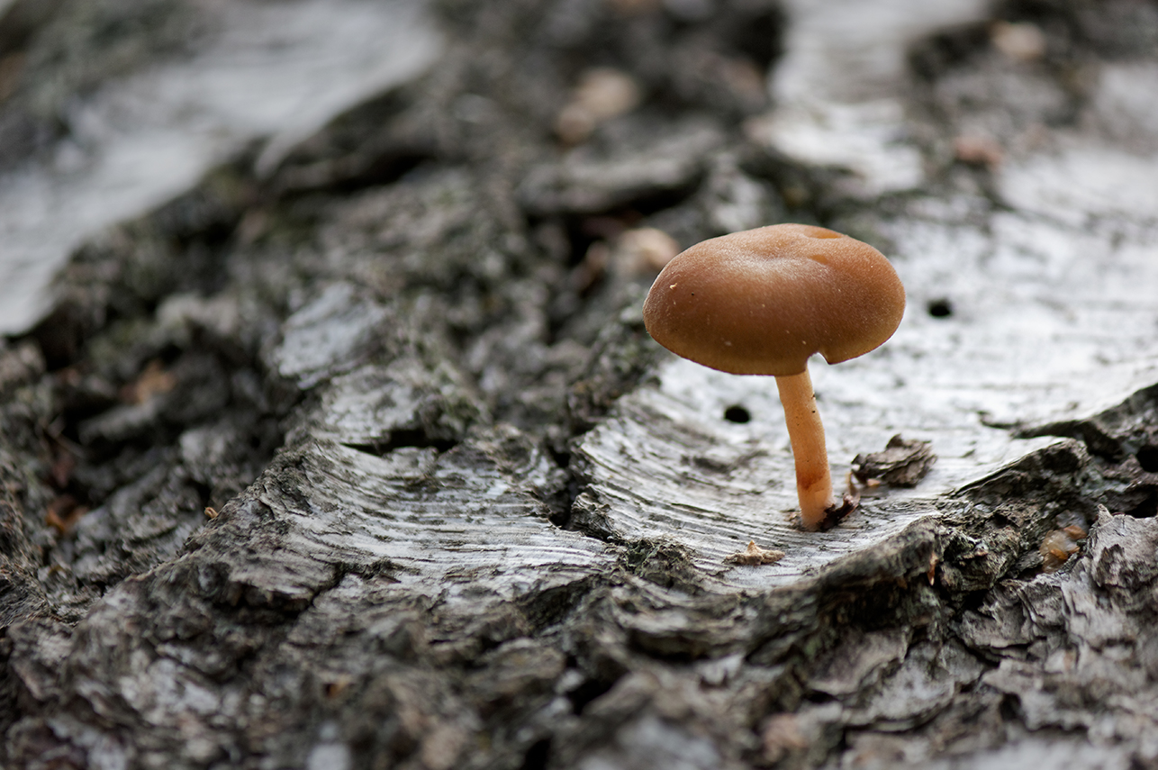 photo "***" tags: nature, macro and close-up, 