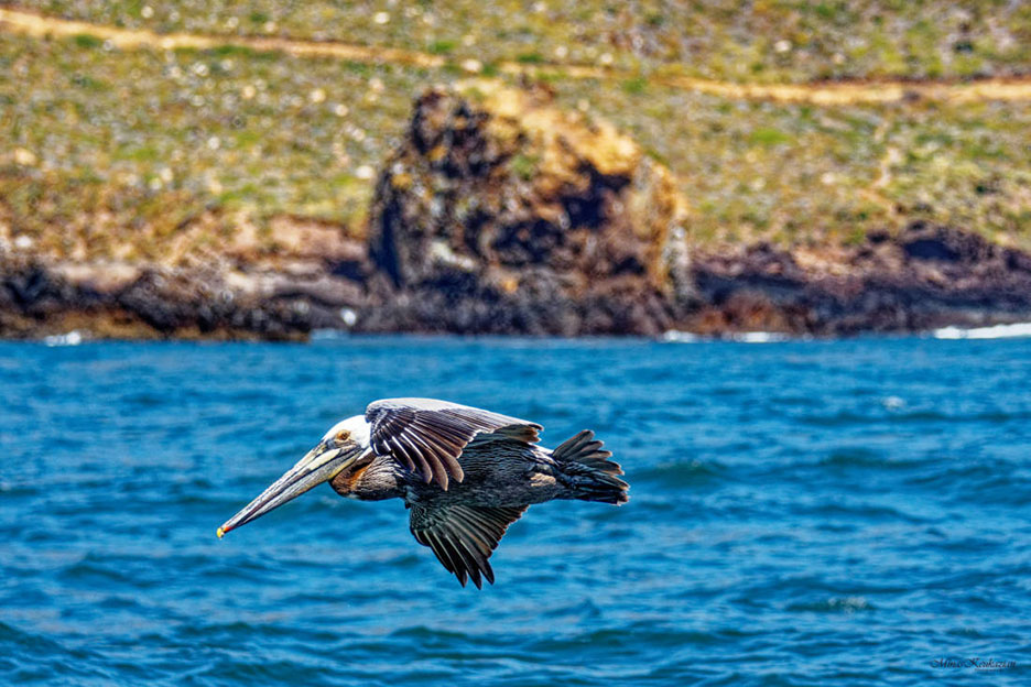 photo "Pelican" tags: nature, misc., wild animals bird fish lake