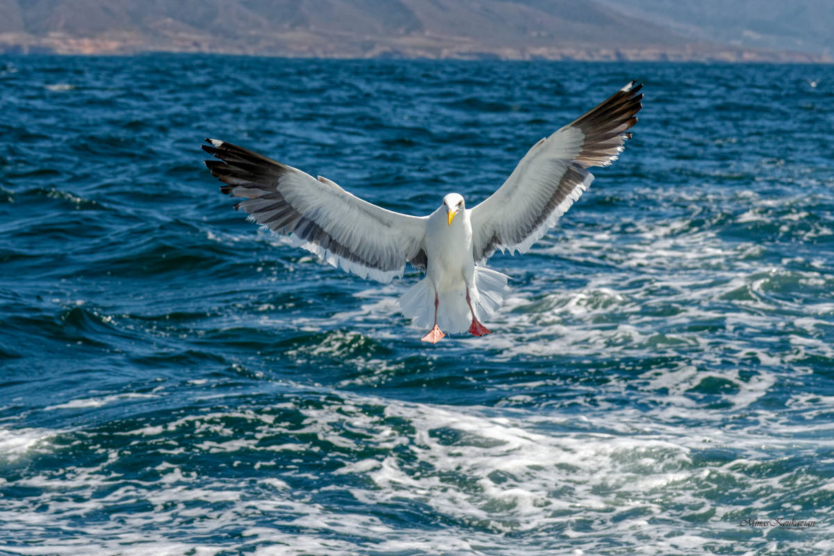 photo "***" tags: nature, misc., wild animals bird fish lake