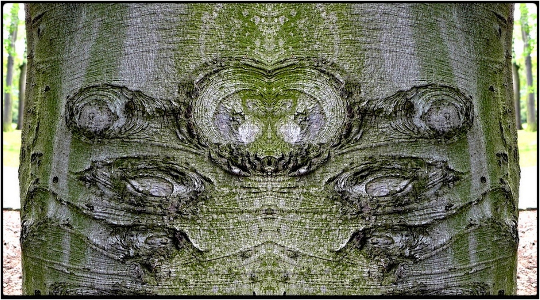 photo "der doppelschieler" tags: digital art, macro and close-up, nature, close-up, mirror, still, tree