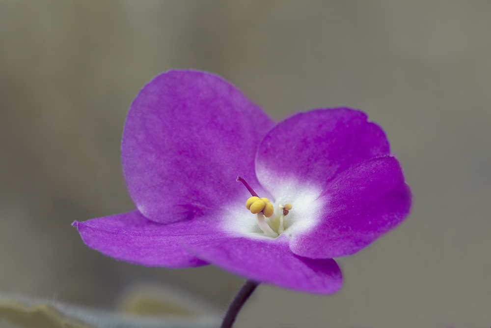 photo "***" tags: macro and close-up, цветок