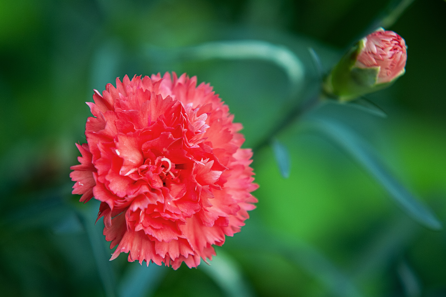 photo "***" tags: nature, macro and close-up, 