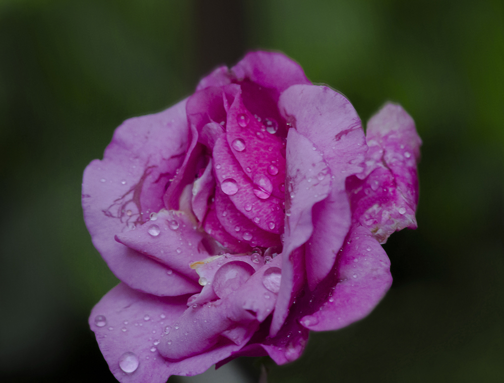фото "Распятая дождём" метки: макро и крупный план, капли, роза