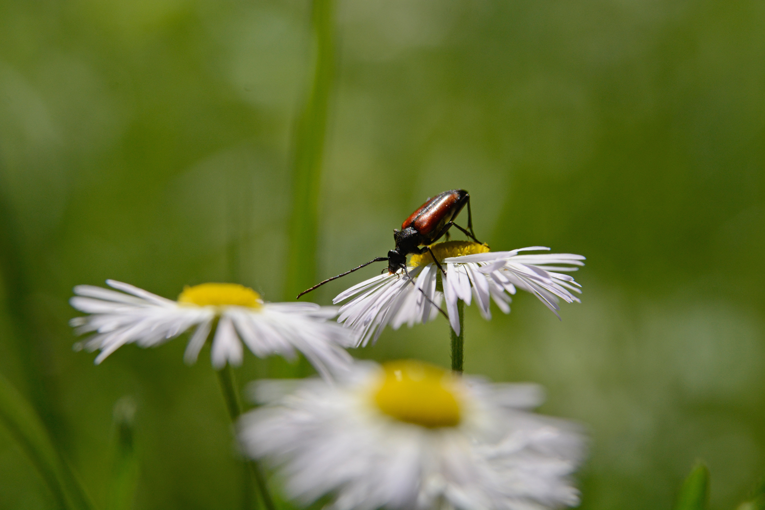 photo "***" tags: nature, flowers, summer, Насекомые, макро