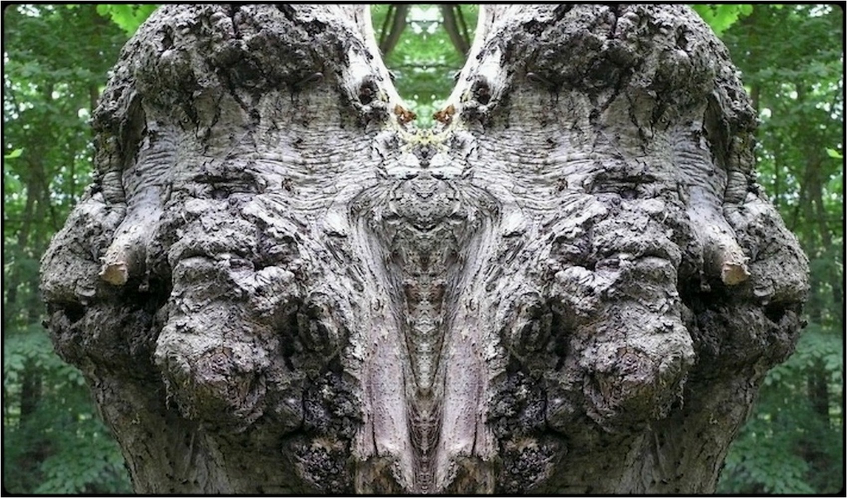 photo "der gespaltene" tags: digital art, nature, macro and close-up, bark, close-up, mirror, tree